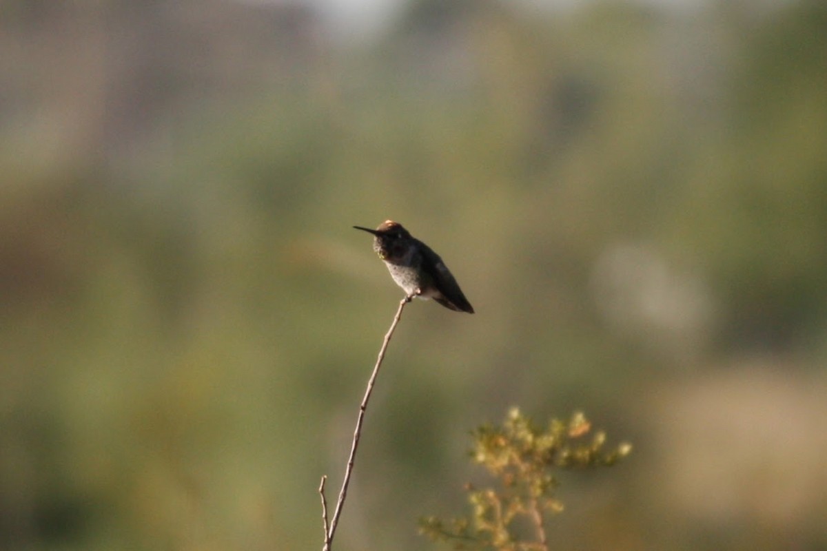 Anna's Hummingbird - Isaiah McCourt