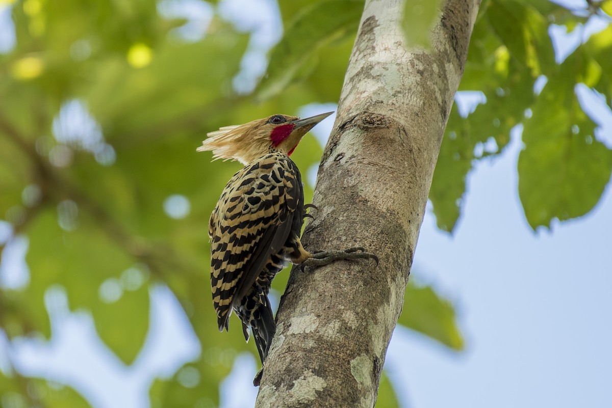 Ochre-backed Woodpecker - ML609194882