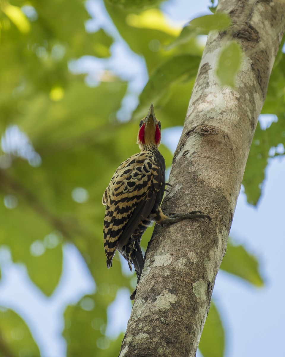 Ochre-backed Woodpecker - ML609194883