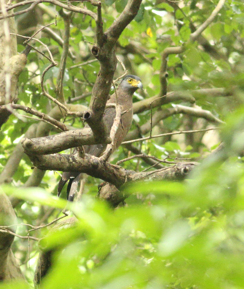 Crested Serpent-Eagle - ML609194885