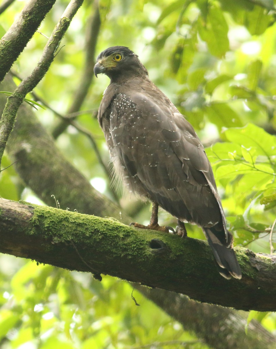Crested Serpent-Eagle - ML609194914