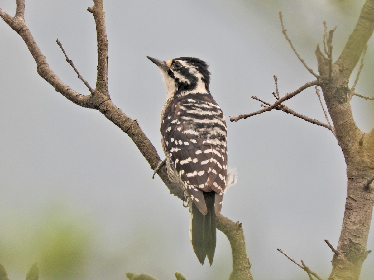 Nuttall's Woodpecker - ML609195119