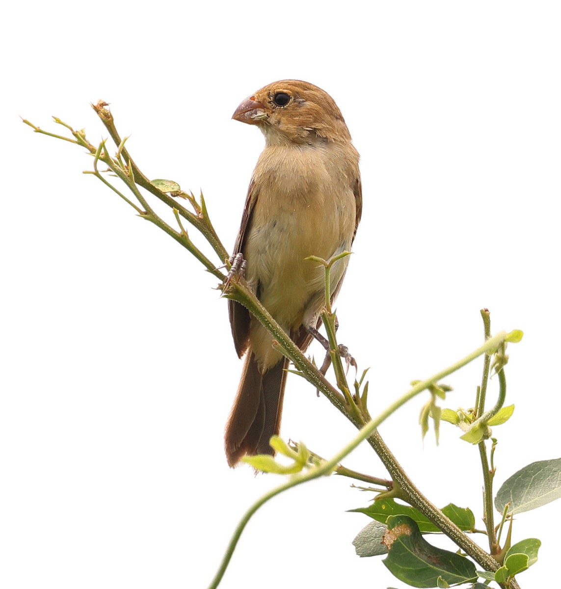 Ruddy-breasted Seedeater - ML609195193