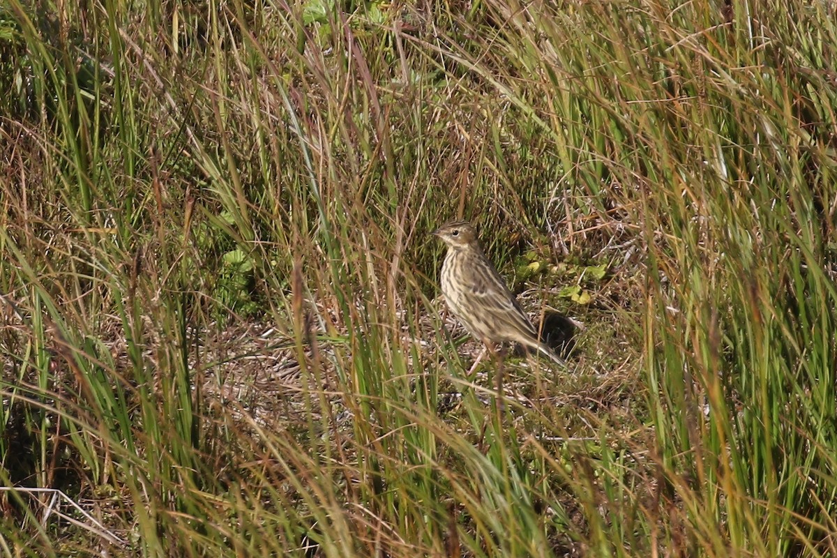 Red-throated Pipit - ML609195210