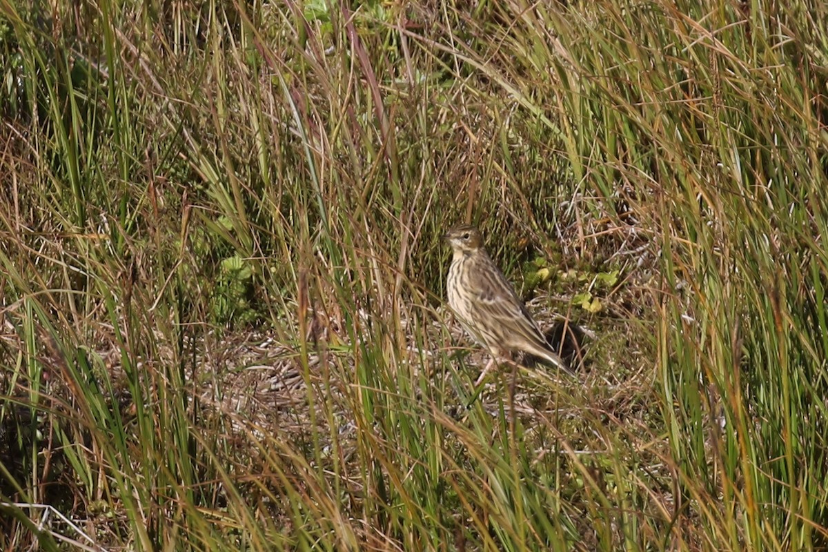Red-throated Pipit - ML609195350