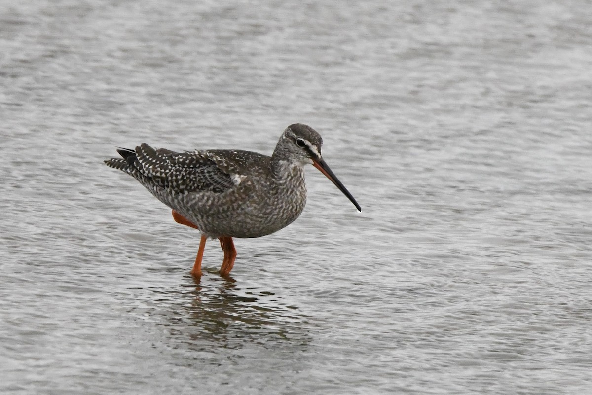 Spotted Redshank - ML609195881