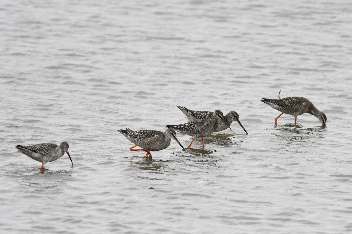 Spotted Redshank - ML609195882