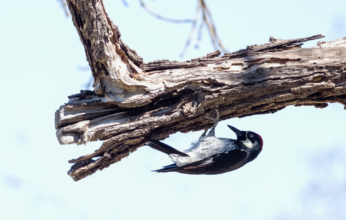 Acorn Woodpecker - ML609195995