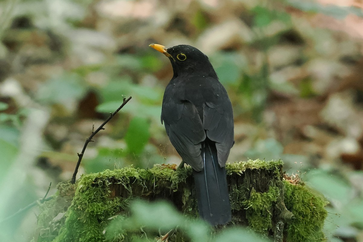 Eurasian Blackbird - ML609196284