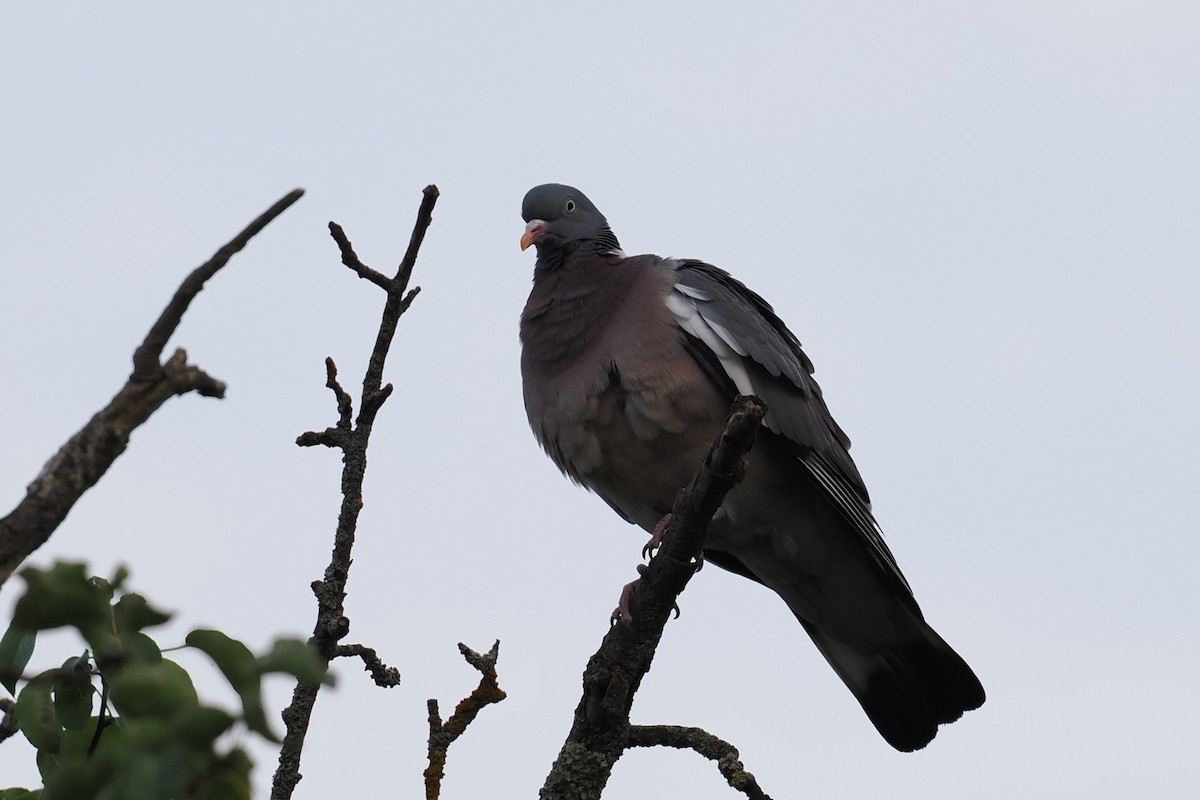 Common Wood-Pigeon - ML609196295