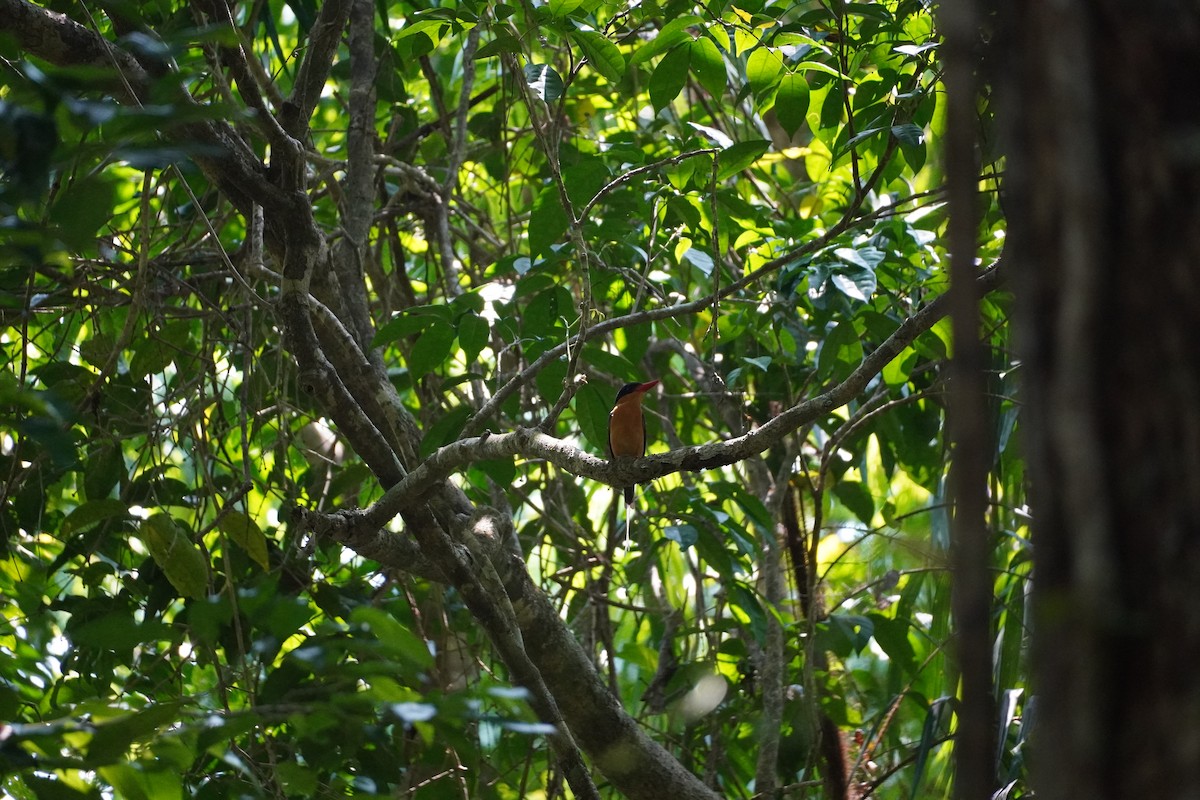 Buff-breasted Paradise-Kingfisher - ML609196800