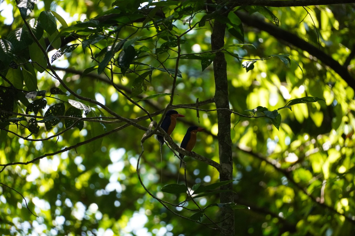 Buff-breasted Paradise-Kingfisher - ML609196813