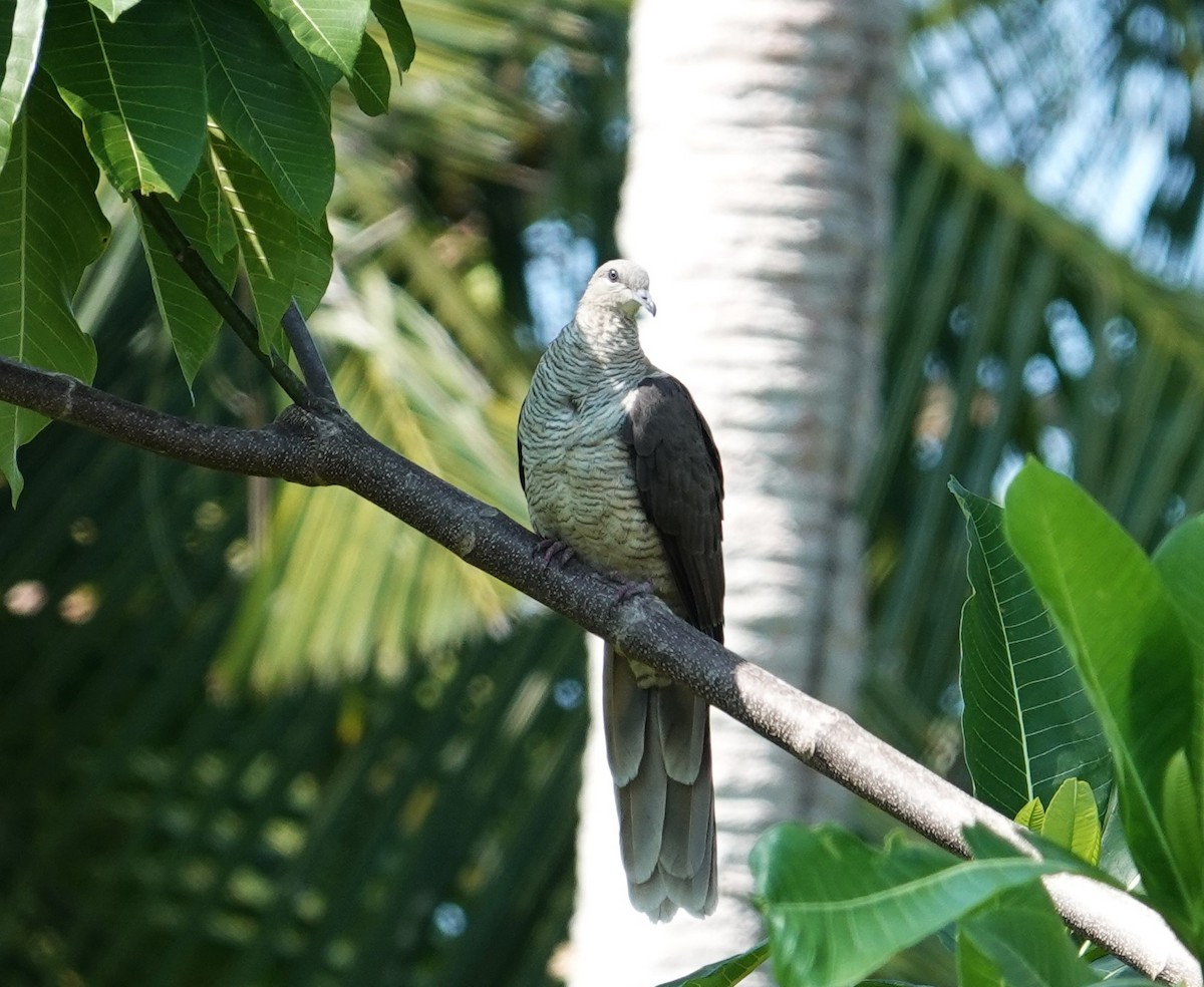 Flores Sea Cuckoo-Dove - ML609196981
