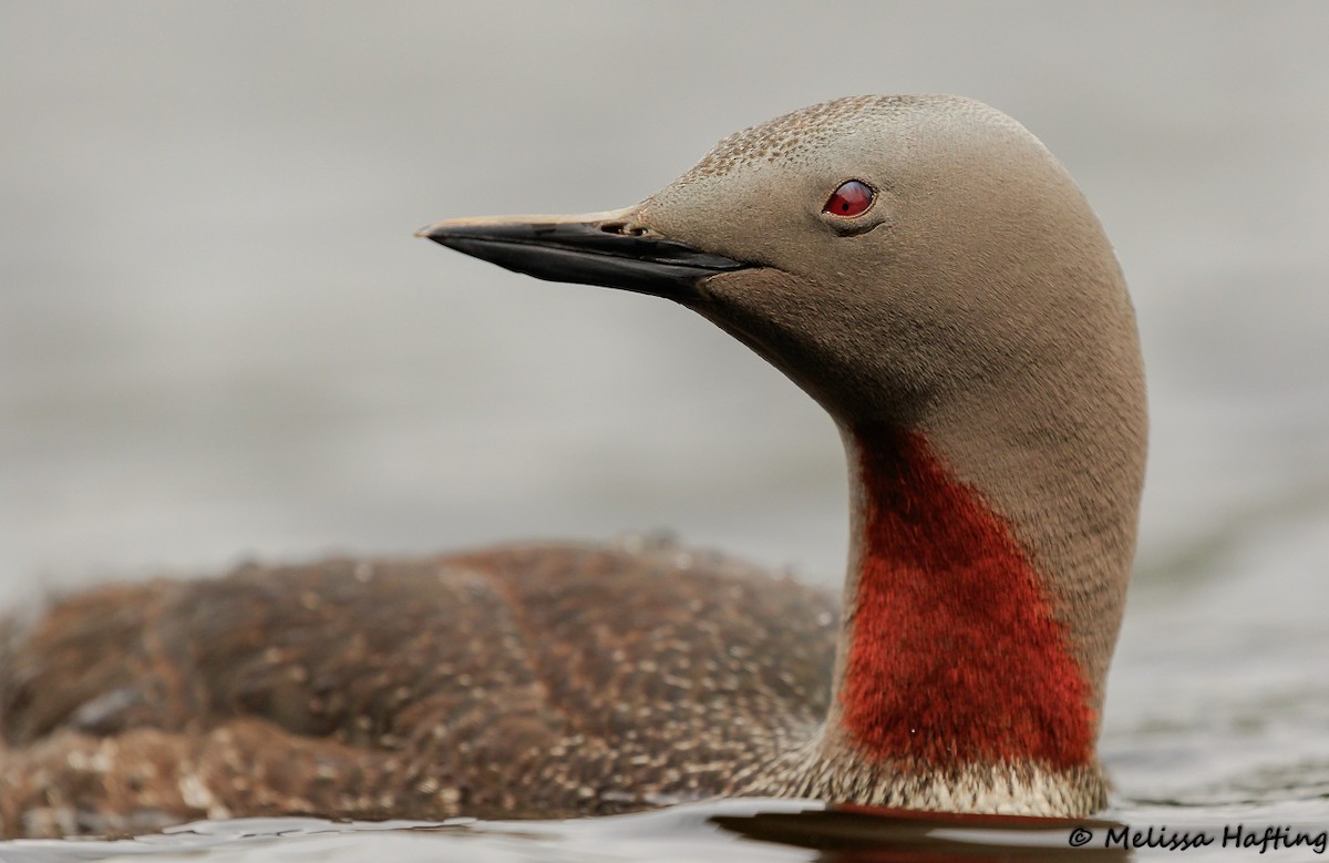 Red-throated Loon - ML609197110