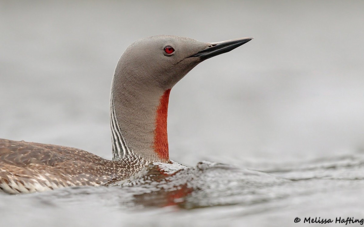 Red-throated Loon - ML609197112