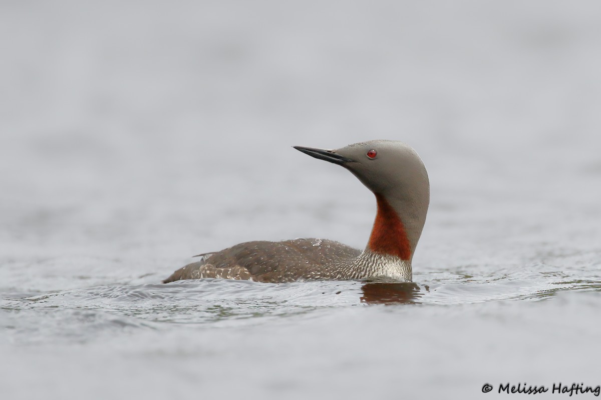 Red-throated Loon - ML609197113
