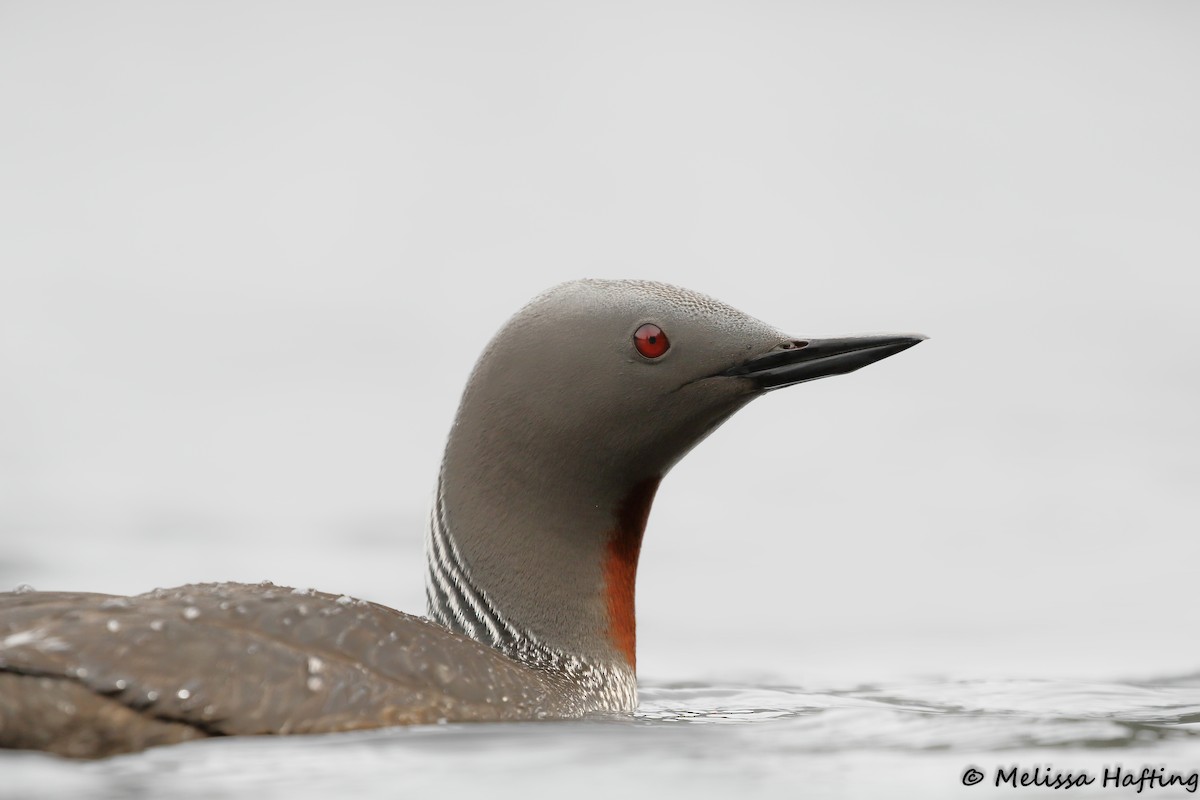 Red-throated Loon - ML609197115