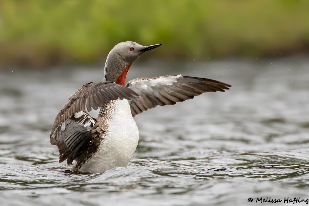 Red-throated Loon - ML609197137