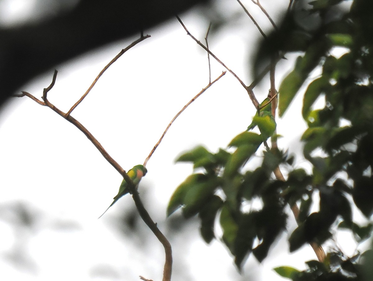 Red-breasted Parakeet - ML609197220