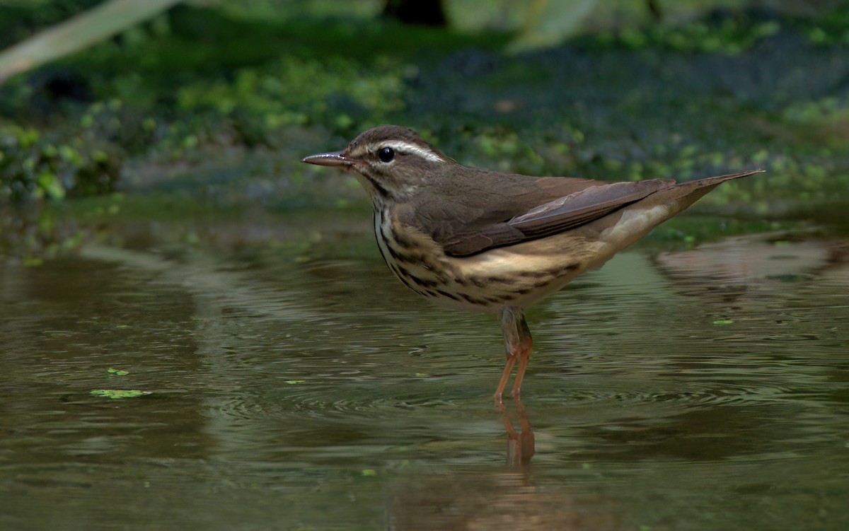 Louisiana Waterthrush - ML609197553