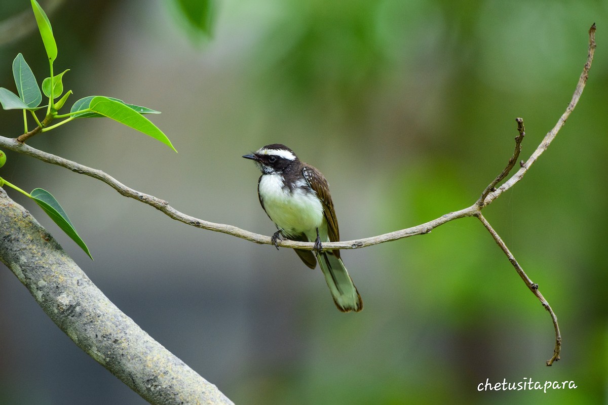 White-browed Fantail - ML609197880