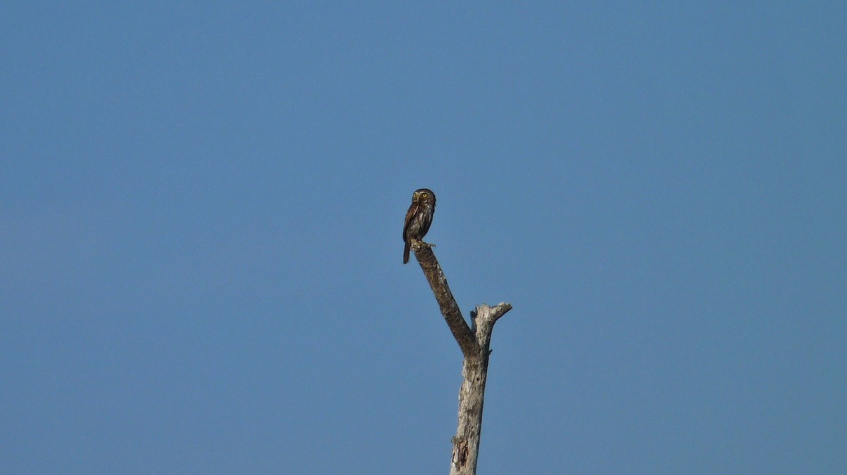 Ferruginous Pygmy-Owl - ML609197987