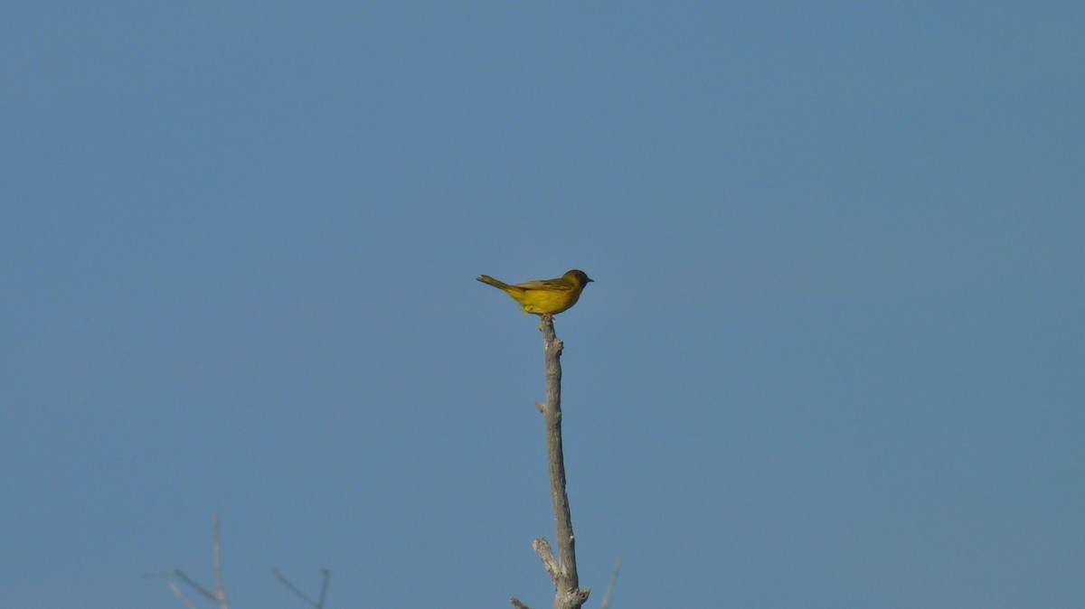 Yellow Warbler (Mangrove) - ML609197993