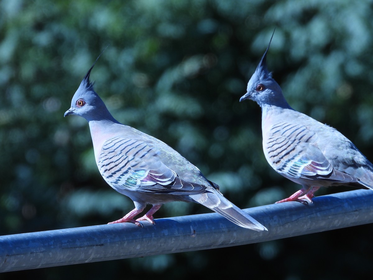 Crested Pigeon - ML609198296