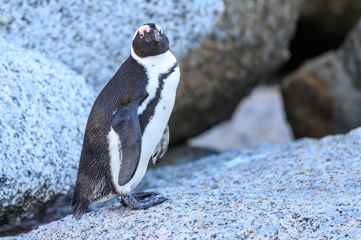 Pingüino de El Cabo - ML609198733