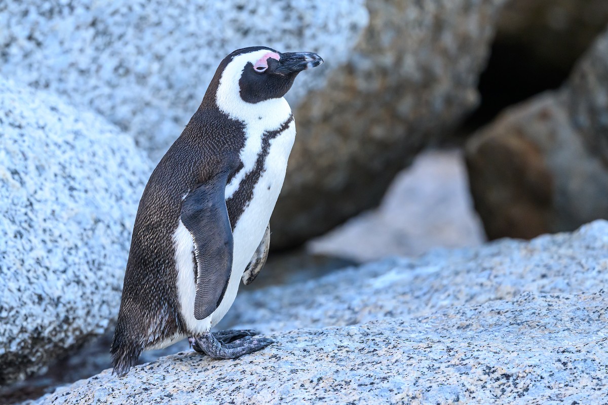 Pingüino de El Cabo - ML609198734
