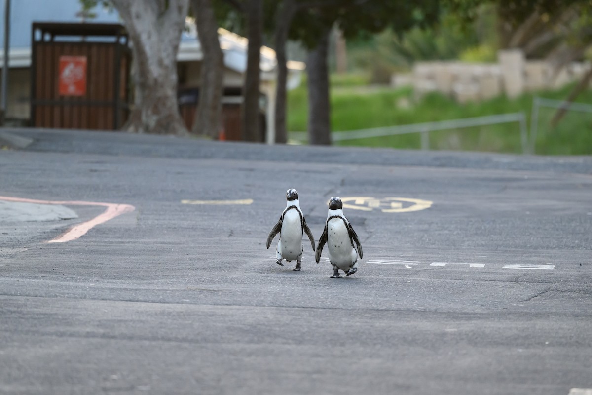 Pingüino de El Cabo - ML609198736