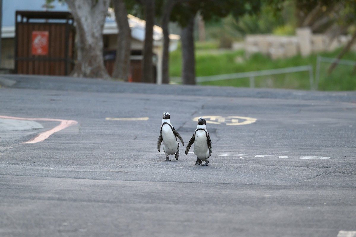 Pingüino de El Cabo - ML609198737