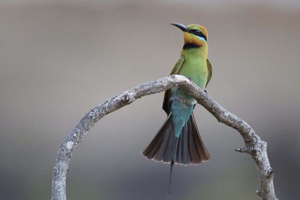 Rainbow Bee-eater - Mat Gilfedder