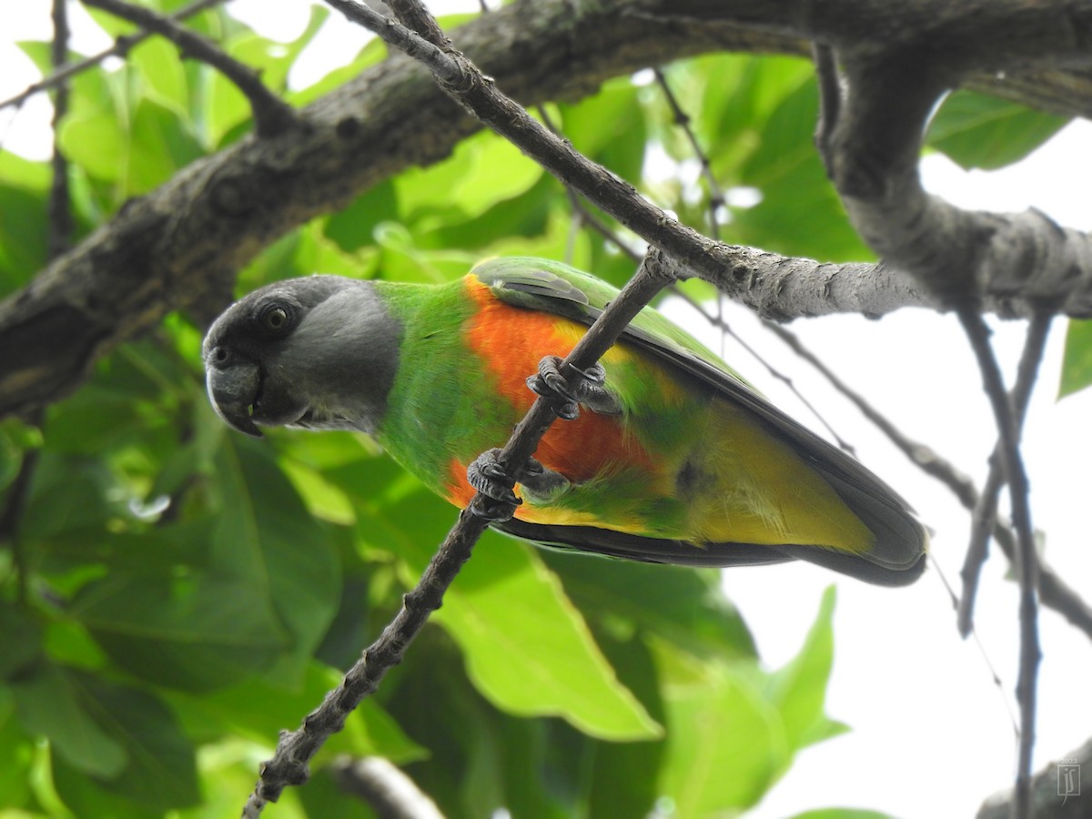 Senegal Parrot - ML609200234