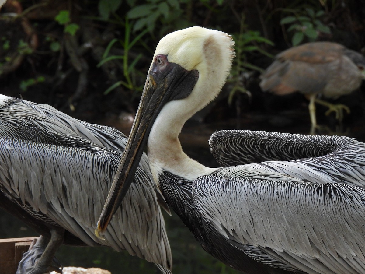 pelikán hnědý - ML609200298