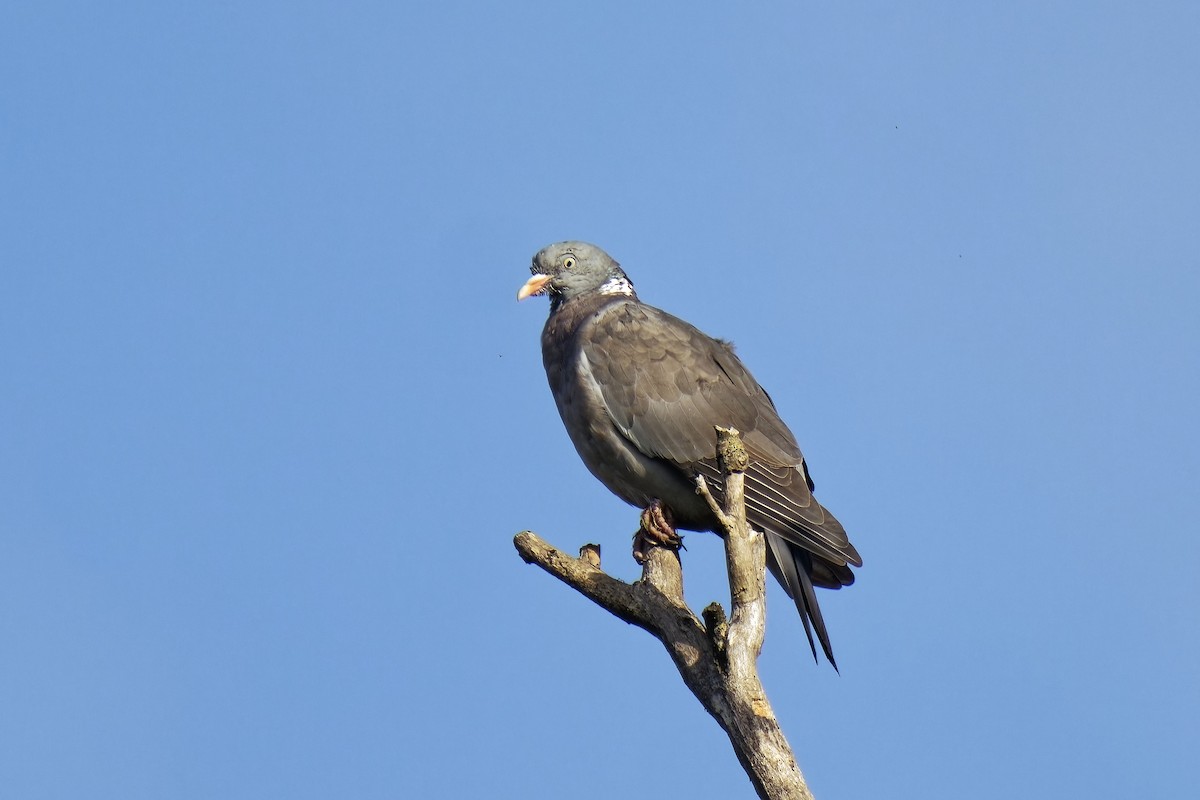 Common Wood-Pigeon - ML609200351