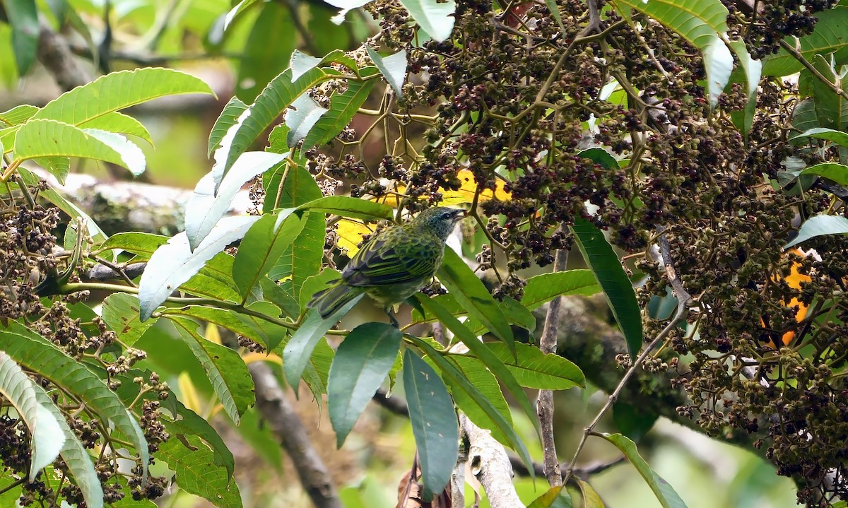 Spotted Tanager - ML609200478