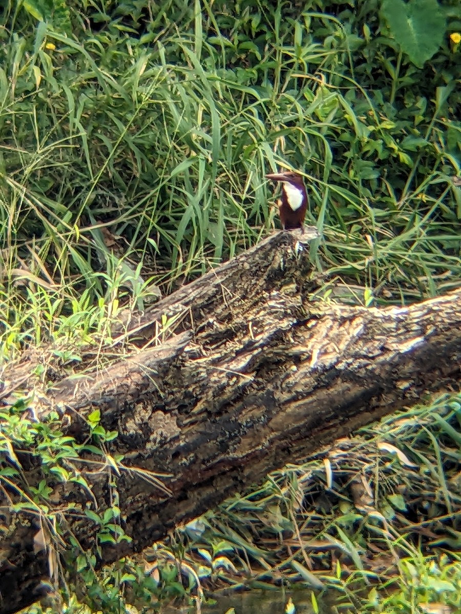 White-throated Kingfisher - ML609200617