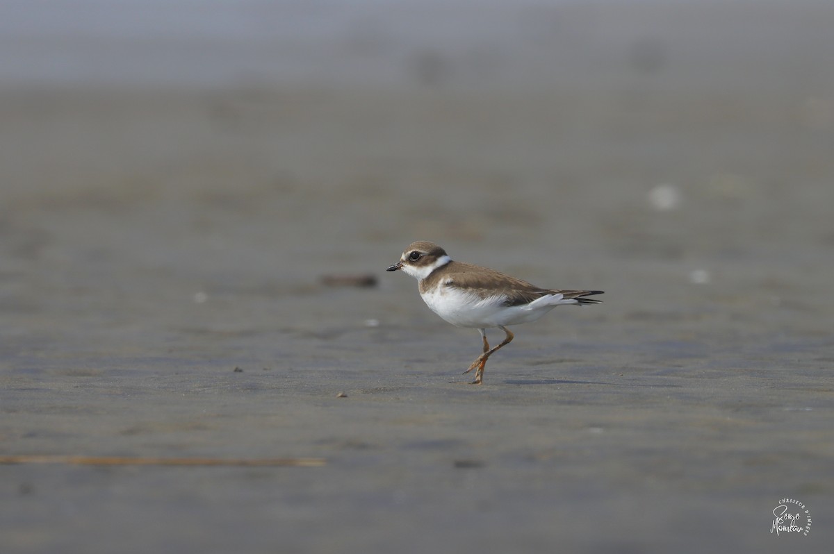 Semipalmated Plover - ML609200790