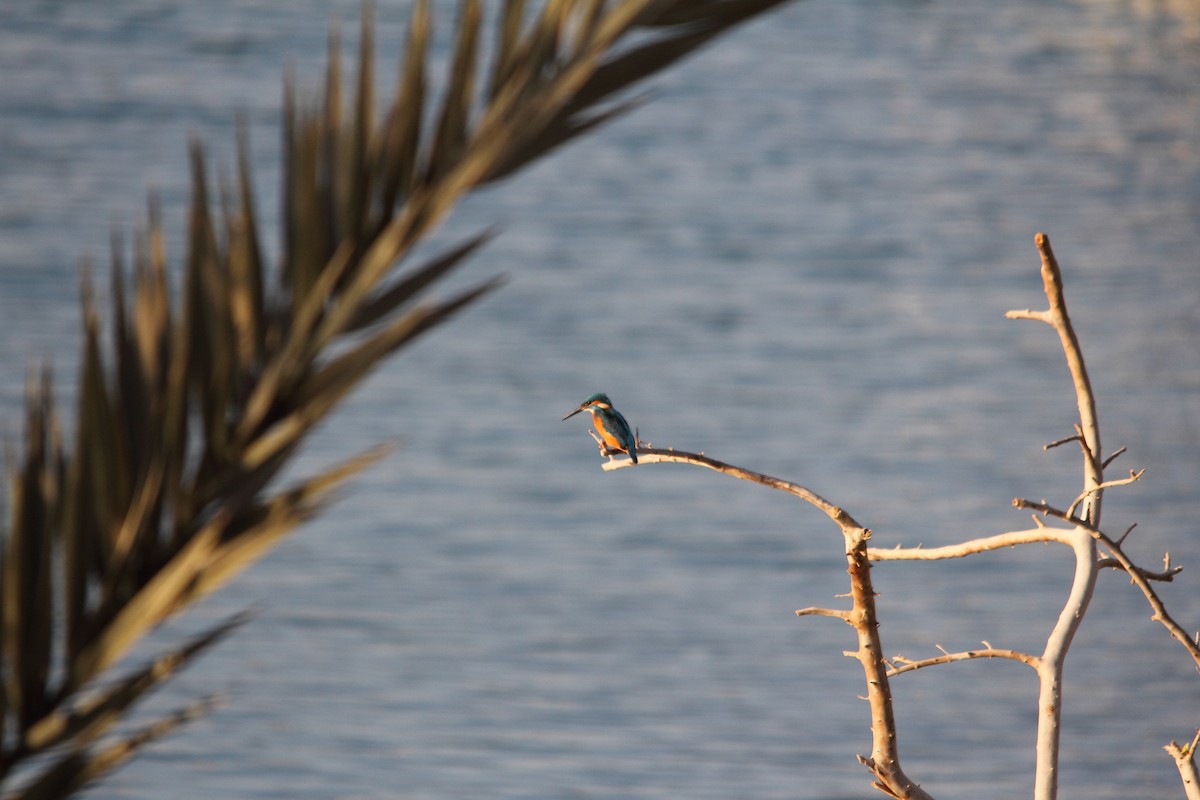 Common Kingfisher - ML609201287
