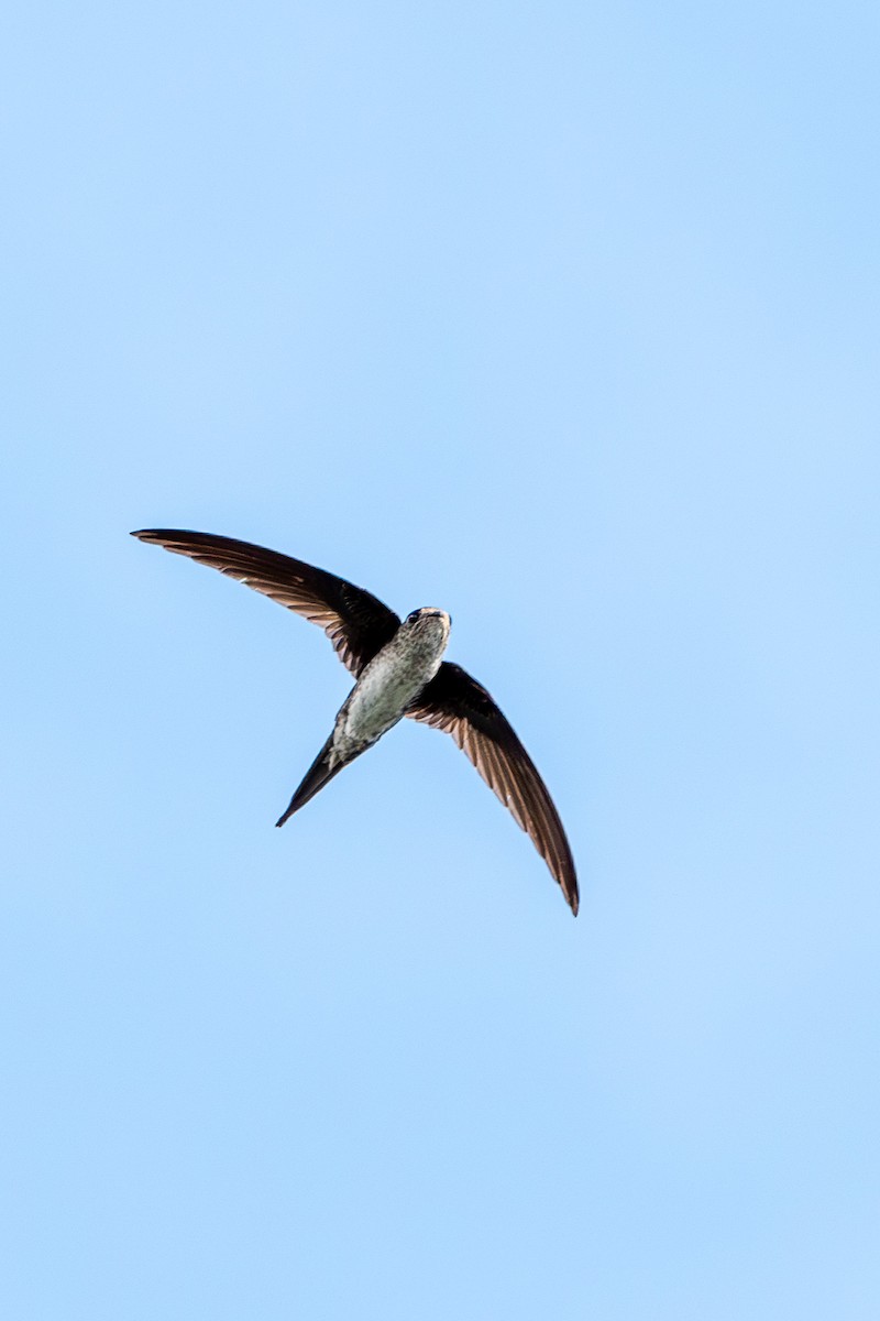 Fork-tailed Palm Swift - ML609201307