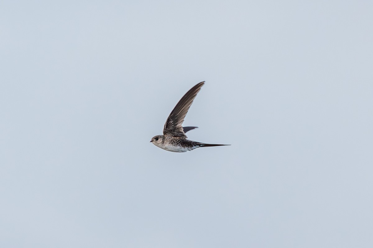 Fork-tailed Palm Swift - ML609201308