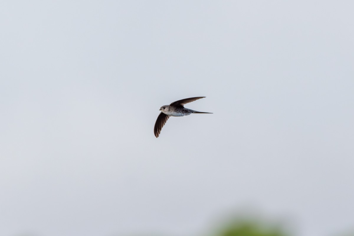 Fork-tailed Palm Swift - ML609201309