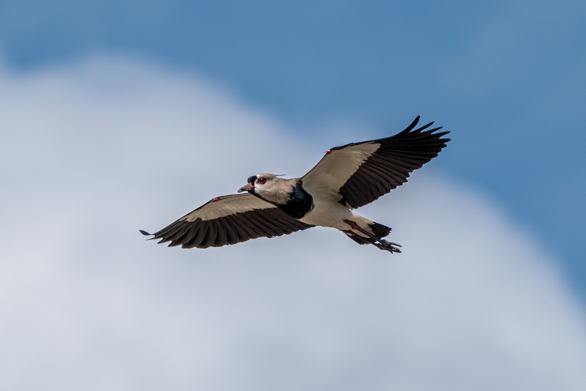 Southern Lapwing - Marney Queiroz