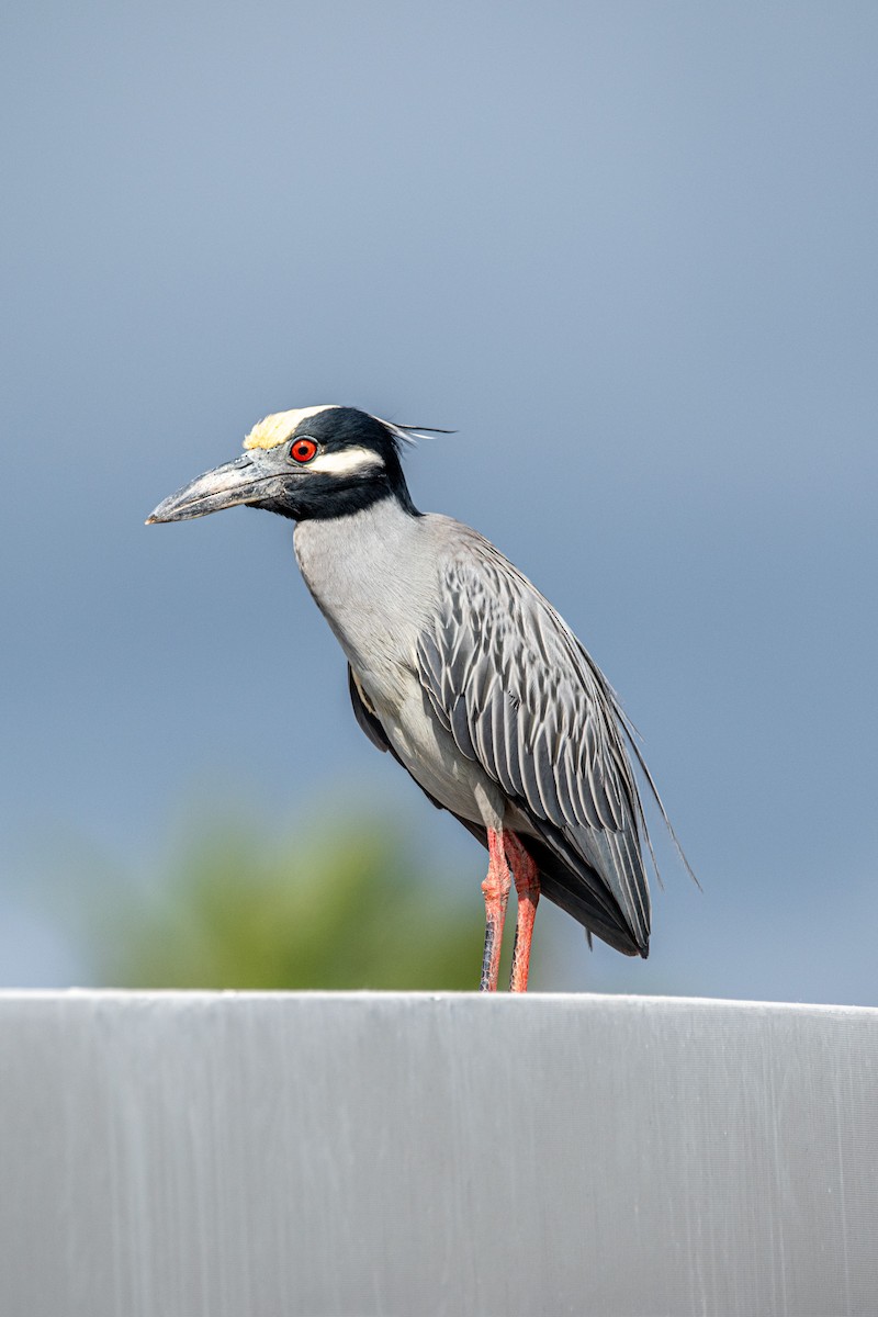 Yellow-crowned Night Heron - Marney Queiroz