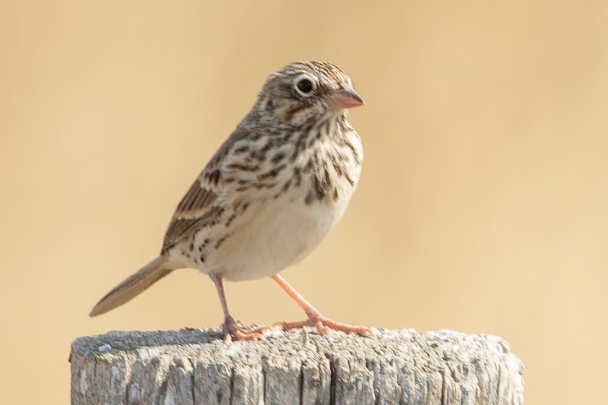Vesper Sparrow - ML609201413