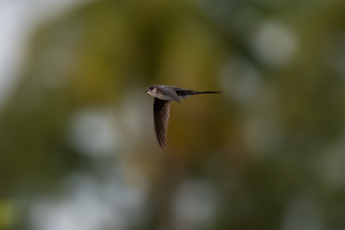 Fork-tailed Palm Swift - ML609201451