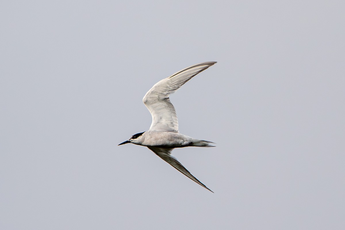 Common Tern - ML609201508