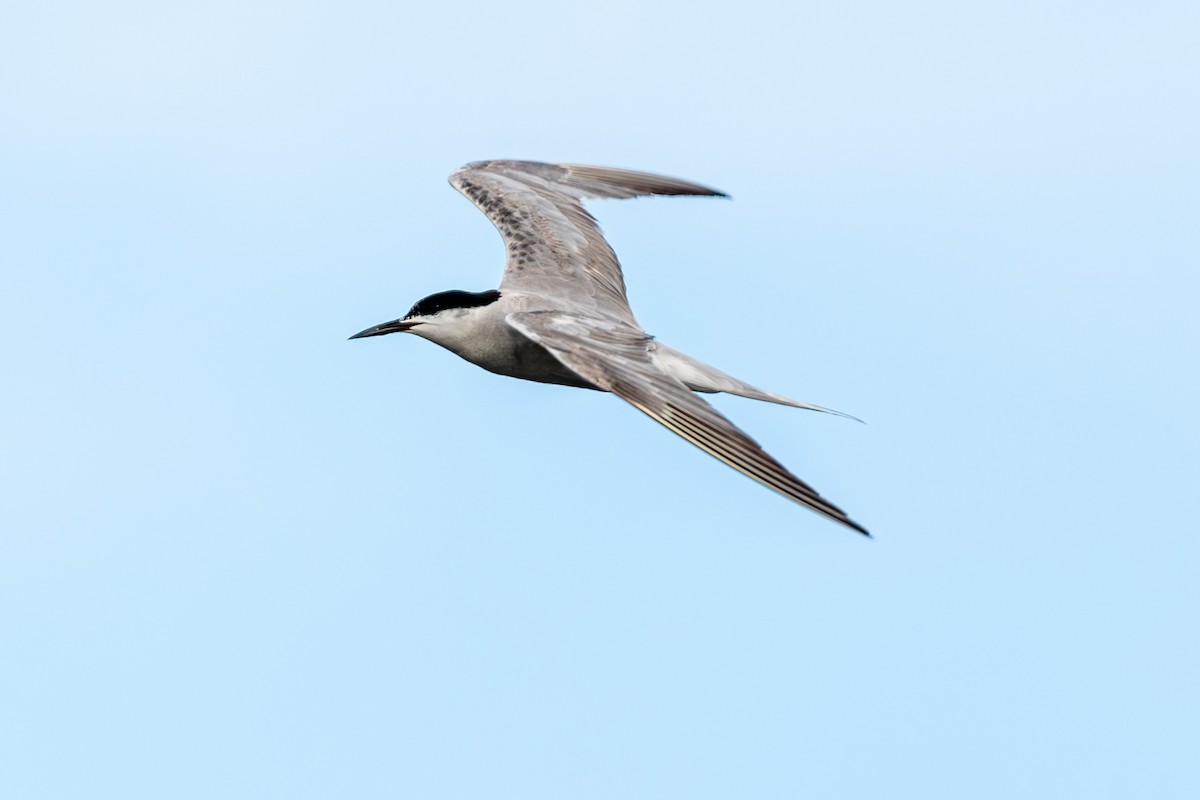 Common Tern - ML609201509