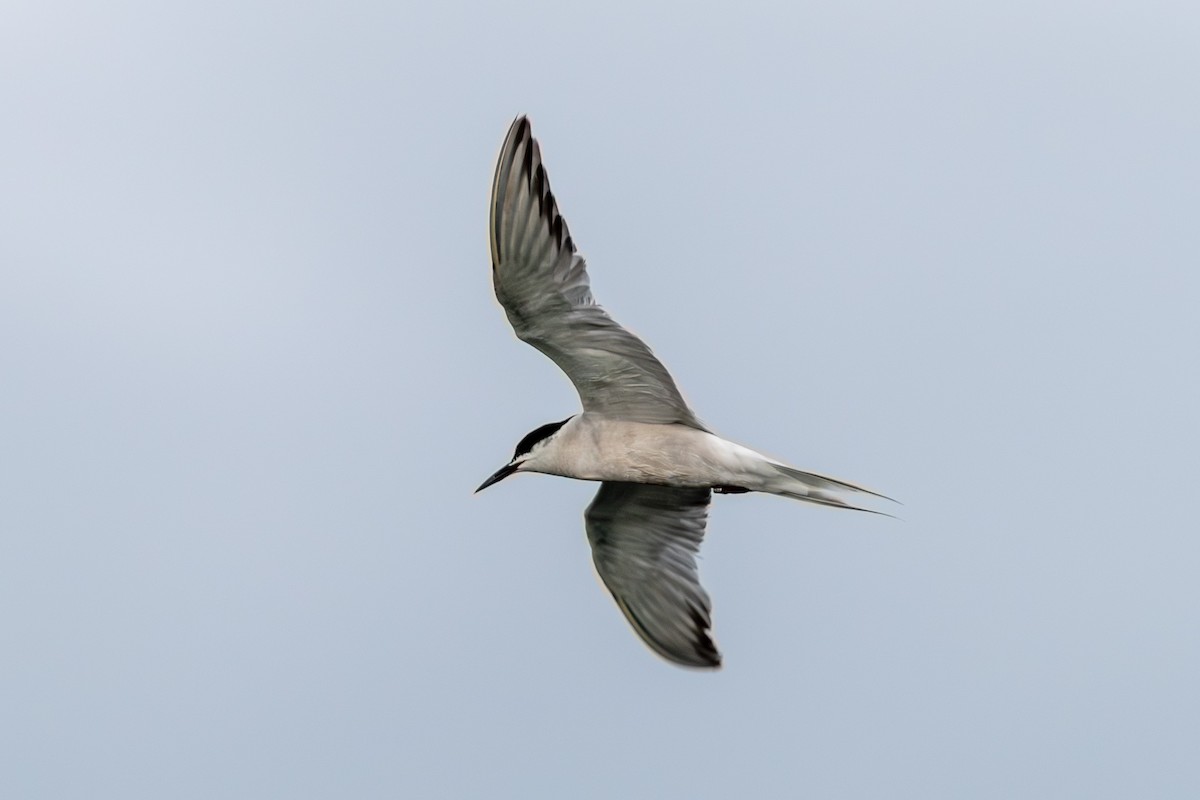 Common Tern - ML609201510
